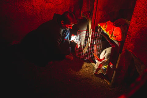 Pan Andrzej zastąpił matkę... mrównikowi. Wielki powrót Bubu na wybieg wrocławskiego zoo po miesiącach rozłąki - 3