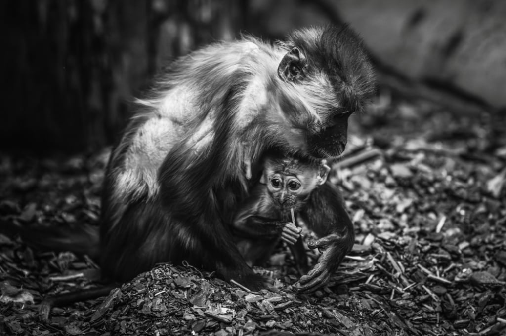 Najmłodsza małpka we wrocławskim zoo nie żyje. "To nieszczęśliwy wypadek" - Małpka Sam zginęła podczas zabaw we wrocławskim zoo. 