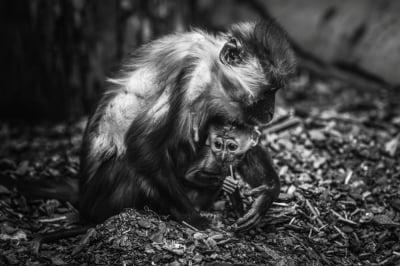 Najmłodsza małpka we wrocławskim zoo nie żyje. "To nieszczęśliwy wypadek"