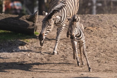 Mała zebra we wrocławskim zoo zachwyca. To pierwsza samica od pięciu lat!