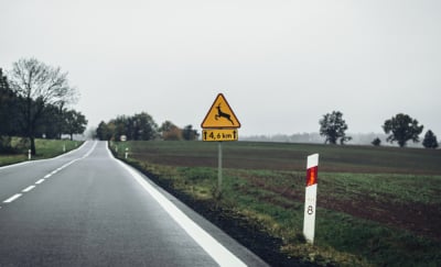 Uwaga, sarny! Co powinien zrobić kierowca po zderzeniu z dziką zwierzyną?