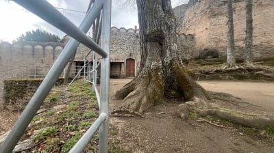 Korzenie drzew niszczą mury zamku. Na drodze do wycinki stanął... konserwator