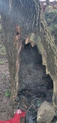 Drzewa w Głogowie na celowniku podpalacza. Wywierca otwory i podkłada ogień. Trwają poszukiwania sprawcy - 0