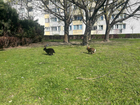 Chcą ograniczyć liczbę królików w centrum Oleśnicy. Te stały się już wizytówką miasta - 0