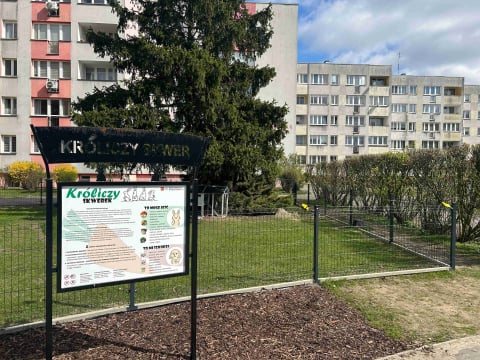 Chcą ograniczyć liczbę królików w centrum Oleśnicy. Te stały się już wizytówką miasta - 1