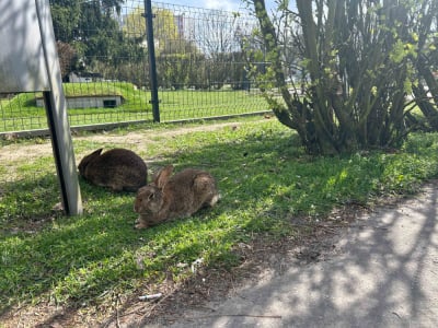 Chcą ograniczyć liczbę kr&oacute;lik&oacute;w w centrum. Te stały się już wizyt&oacute;wką miasta