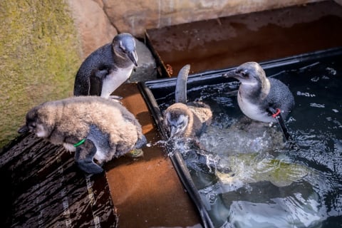 Pingwinie maluchy podbiły Afrykarium. Pierwszy spacer zakończony sukcesem [ZDJĘCIA] - 3