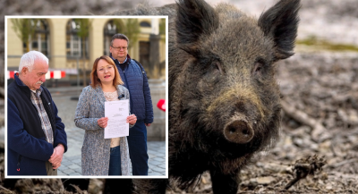Chcą likwidacji obwod&oacute;w łowieckich. "Myśliwi wzmacniają problem, a nie go rozwiązują"