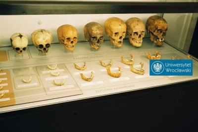 Neandertalczycy na terenie Polski. Badaczka z Wrocławia też analizowała ich szczątki
