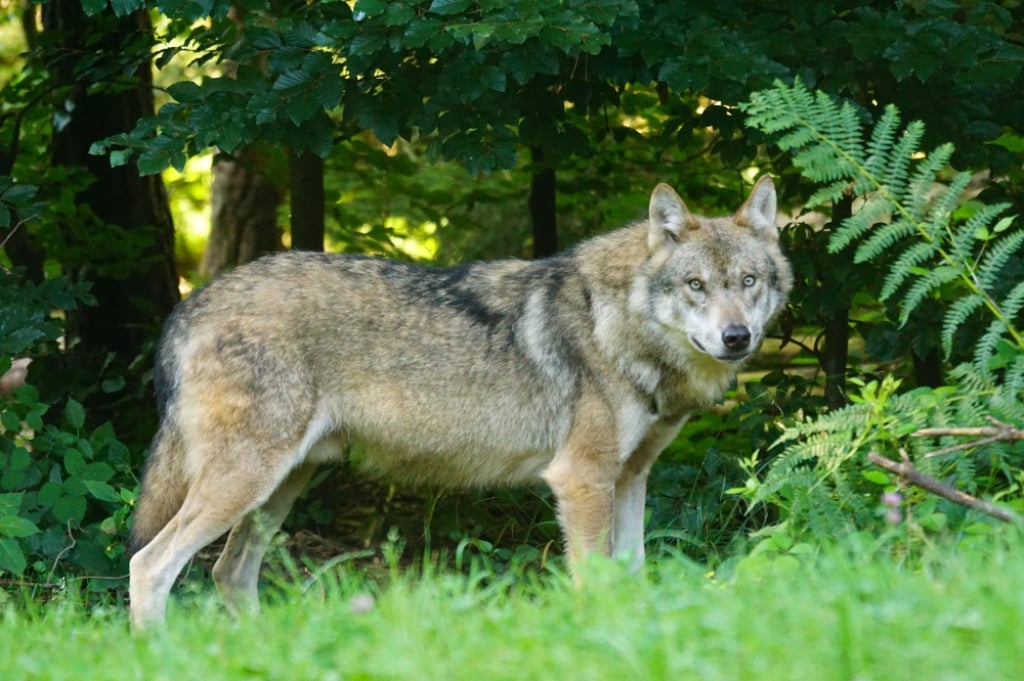 Wilk zagryzł owcę na Dolnym Śląsku. Pojawił się apel gminy do mieszkańców - Jedna owca zagryziona, a druga ranna po ataku wilka w Ludwikowicach Kłodzkich.