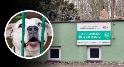Legniczanie dopięli swego. Schronisko zostanie rozbudowane