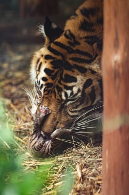 Prawie 2 lata temu ten słodziak oczarował całą Polskę, dziś to już dorosły samiec. Musi wkrótce opuści Zoo Wrocław - 2