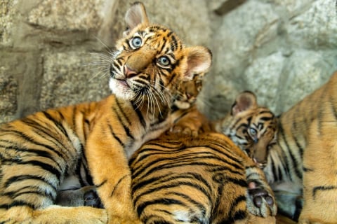 Prawie 2 lata temu ten słodziak oczarował całą Polskę, dziś to już dorosły samiec. Musi wkrótce opuści Zoo Wrocław - 4