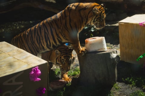 Prawie 2 lata temu ten słodziak oczarował całą Polskę, dziś to już dorosły samiec. Musi wkrótce opuści Zoo Wrocław - 6