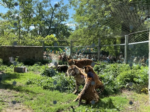 Prawie 2 lata temu ten słodziak oczarował całą Polskę, dziś to już dorosły samiec. Musi wkrótce opuści Zoo Wrocław - 7