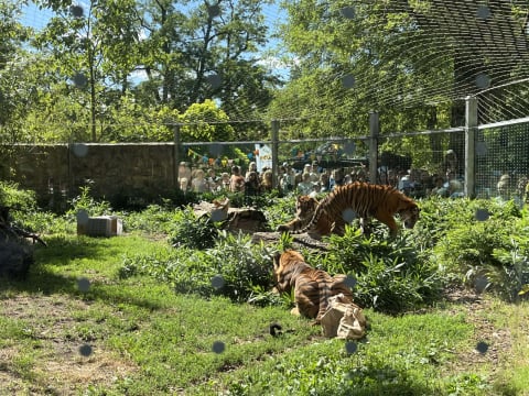 Prawie 2 lata temu ten słodziak oczarował całą Polskę, dziś to już dorosły samiec. Musi wkrótce opuści Zoo Wrocław - 8