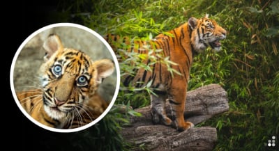 Prawie 2 lata temu oczarował całą Polskę. Musi wkr&oacute;tce opuści Zoo Wrocław