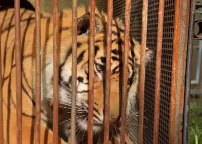 Musi już w trasie. Jedno z tygrysich czworaczk&oacute;w wyruszyło do zoo w Lizbonie