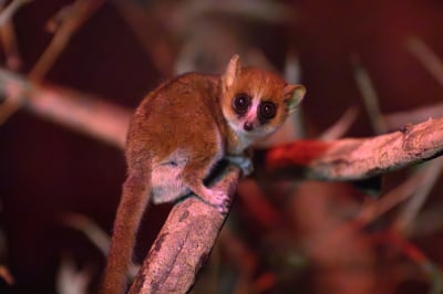 Nowy mieszkaniec wrocławskiego ZOO. Czy te oczy mogą kłamać?