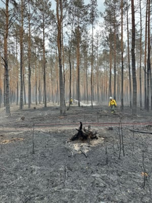 Dolnośląscy strażacy wracają z powiatu wołomińskiego. Pomagali gasić ogromny pożar lasu [ZDJĘCIA] - 5