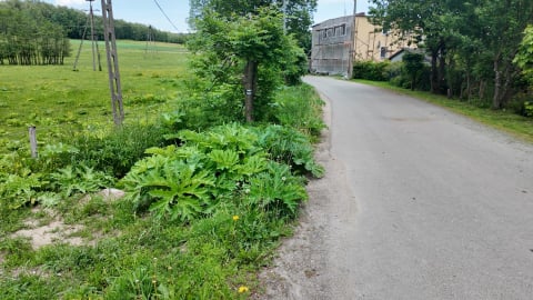 Barszcz Sosnowskiego opanował Łężyce. Mieszkańcy od lat proszą o pomoc - 2