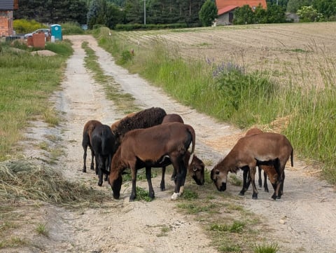 Owce "na gigancie". Mieszkańcy Gęsińca od tygodni próbują złapać stado - 2