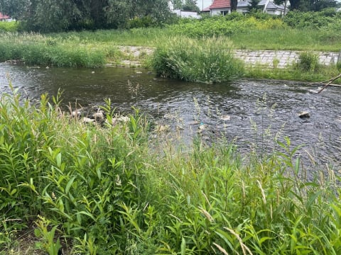 Bystrzyca 2 lata po powodzi jest kompletnie zarośnięta. Trwa udrożnianie, ale efekty dopiero w październiku - 5
