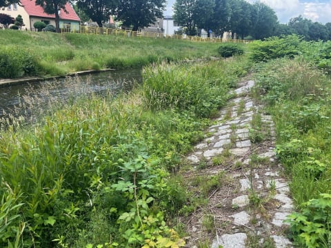 Bystrzyca 2 lata po powodzi jest kompletnie zarośnięta. Trwa udrożnianie, ale efekty dopiero w październiku - 6