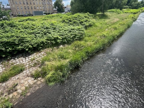 Bystrzyca 2 lata po powodzi jest kompletnie zarośnięta. Trwa udrożnianie, ale efekty dopiero w październiku - 7