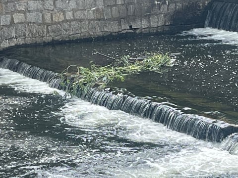 Bystrzyca 2 lata po powodzi jest kompletnie zarośnięta. Trwa udrożnianie, ale efekty dopiero w październiku - 0