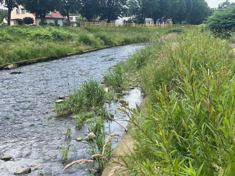 Bystrzyca 2 lata po powodzi jest kompletnie zarośnięta. Trwa udrożnianie, ale efekty dopiero w październiku - 1