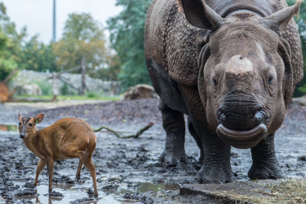 Marusia się doczekała! Do wrocławskiego zoo przyjechał narzeczony dla samicy nosorożca indyjskiego