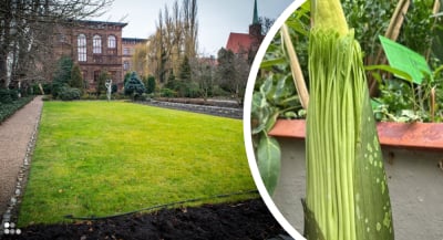 Takiego "dziwidła" we Wrocławiu jeszcze nie było! Trupi kwiat już wkr&oacute;tce zakwitnie