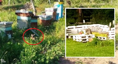 Wchodzą na posesje i polują na inne zwierzęta. Mieszkańc&oacute;w terroryzują... szopy pracze