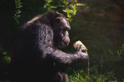 Sprawdźcie, jak zwierzęta z wrocławskiego zoo radzą sobie z upałami! - 0