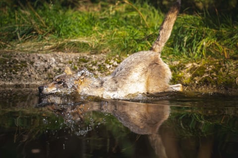 Sprawdźcie, jak zwierzęta z wrocławskiego zoo radzą sobie z upałami! - 1