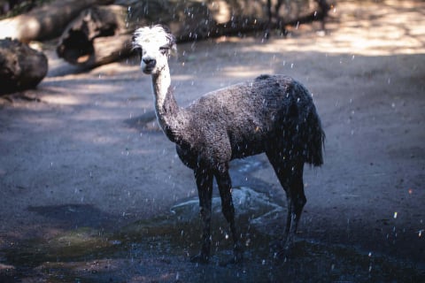 Sprawdźcie, jak zwierzęta z wrocławskiego zoo radzą sobie z upałami! - 2