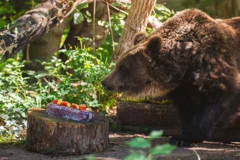 Sprawdźcie, jak zwierzęta z wrocławskiego zoo radzą sobie z upałami! - 3