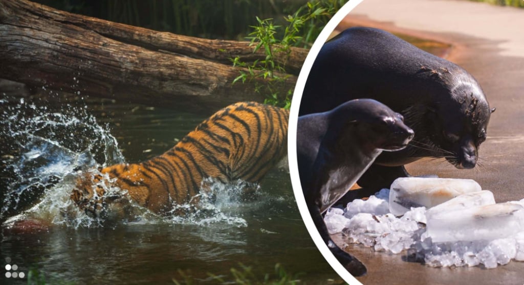 Sprawdźcie, jak zwierzęta z wrocławskiego zoo radzą sobie z upałami!