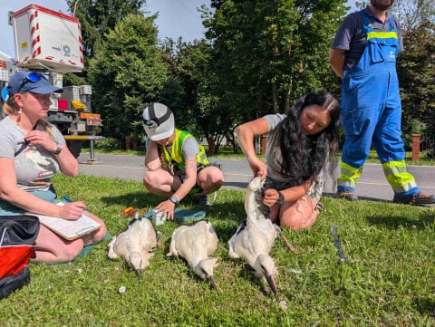 Młode bociany zaobrączkowane. Nowe opaski pokażą, czy nauczyły się latać bezpieczniejszą trasą - 3