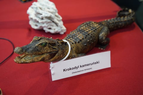 Reakcja24: Wyjazdy na wakacje a kontrola celna. W studiu Janusz Obrzut i Sebastian Polański - 0