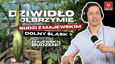 Dziwidło budzi słuchaczy Radia Wrocław! Majewskie Budzenie prosto z Ogrodu Botanicznego