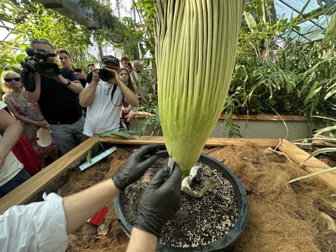 Majewskie Budzenie prosto z ogrodu botanicznego. Dziwidło kwitło na naszych oczach! - 9