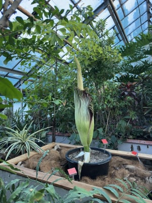 Majewskie Budzenie prosto z ogrodu botanicznego. Dziwidło kwitnie na naszych oczach! - 3