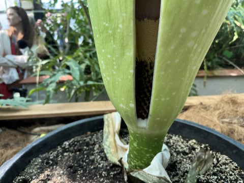 Majewskie Budzenie prosto z ogrodu botanicznego. Dziwidło kwitło na naszych oczach! - 7