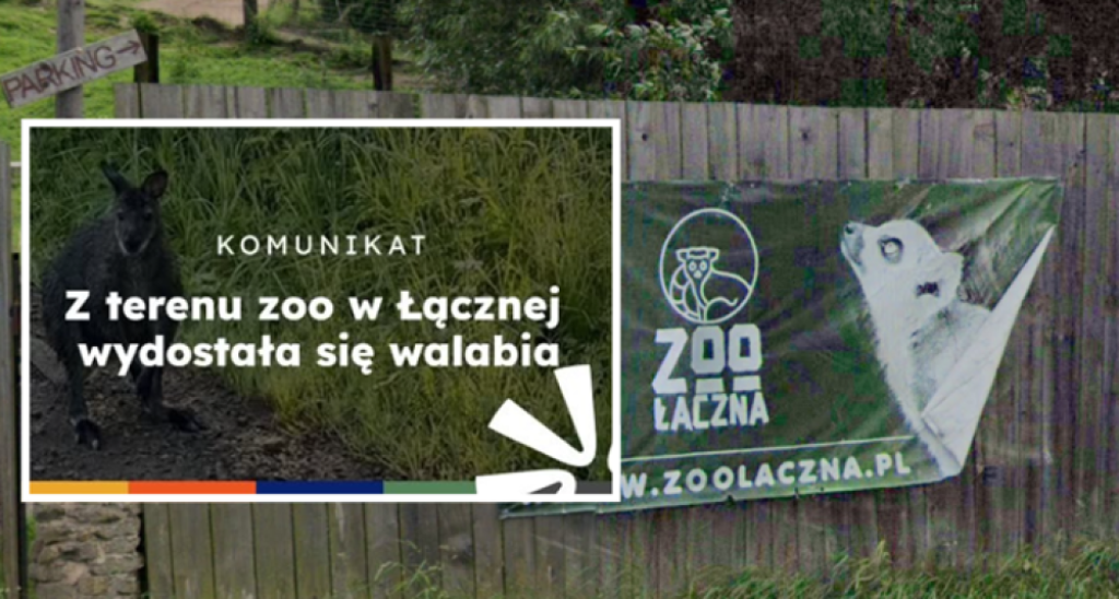 Trwają poszukiwania walabii z Łącznej. Wójt informuje, mieszkańcy komentują brak reakcji zoo - Trwają poszukiwania walabii. Wójt przekazuje dane, mieszkańcy wskazują na opóźnienie komunikatu