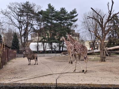 Wrocławskie ZOO rusza z kolejną inwestycją. W planie nowy wybieg dla żyraf i nie tylko