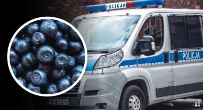 Chciał nazrywać owoc&oacute;w, teraz grozi mu więzienie. Złodziej bor&oacute;wek z Chojnowa zatrzymany