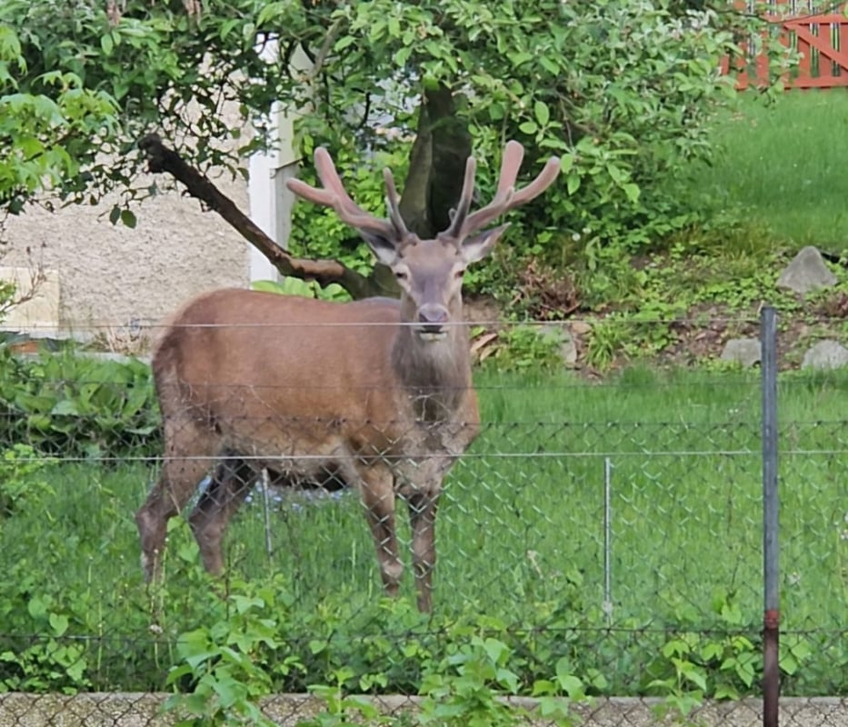 Jeleń stał się atrakcją kłodzkiego osiedla. Mieszkańcy nadali mu nawet imię! - Jeleń stał się atrakcją kłodzkiego osiedla.