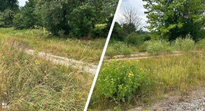 Zaniedbane wały na Kłokoczycach to siedlisko kleszczy i komar&oacute;w. Terminu koszenia brak